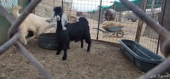 تيوس عوارض مشاريع فحول 0