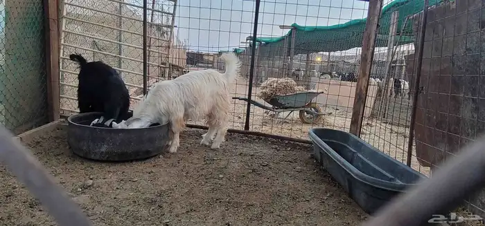 تيوس عوارض مشاريع فحول 1