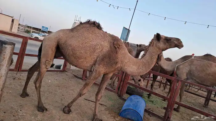 السلام عليكم لقحه على جميع الشروط مبرك مقام ديوس عيون شرط 1