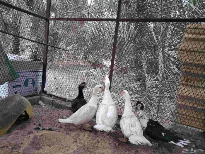 بط مصري بشاير_الطرف. 1