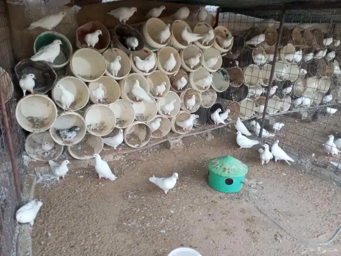 فرز ومعالجة الحمام وزيادة الإنتاج وإدارة المشاريع 2