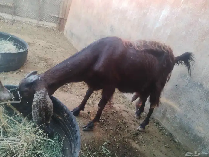 بيع جفره آخر 6 حبه ثلاث جفره حامل بيع 6 حبه كامل 3