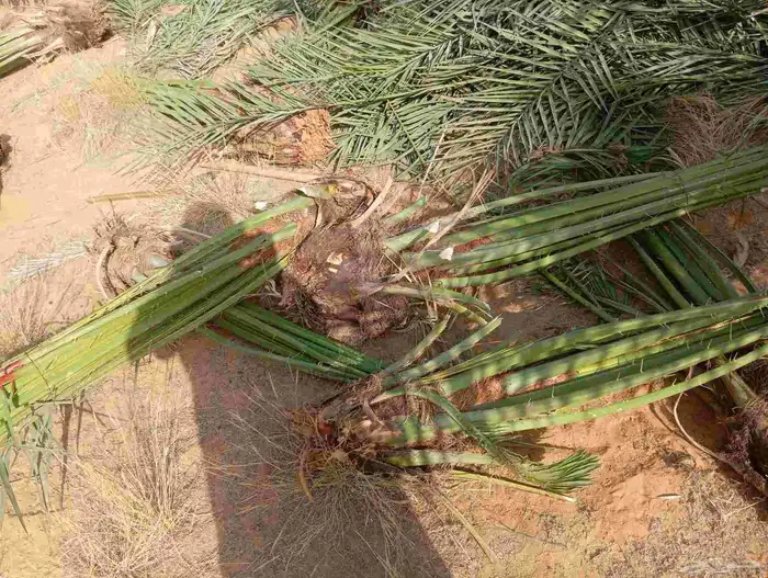 السلام عليكم زبائننا الكرام يوجد لدينا نخيل اسعار طيبه 0