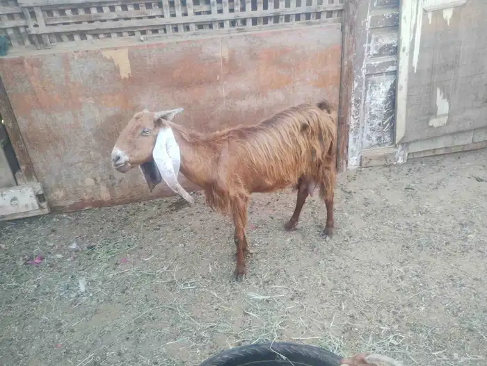 بيع جفره آخر 6 حبه ثلاث جفره حامل بيع 6 حبه كامل 4