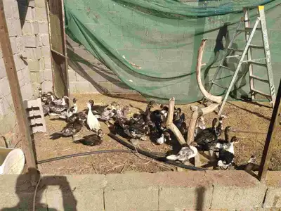 بط مسكوفي 0