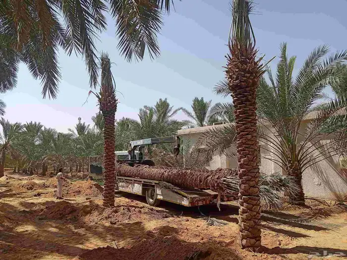 نخل للبيع 3