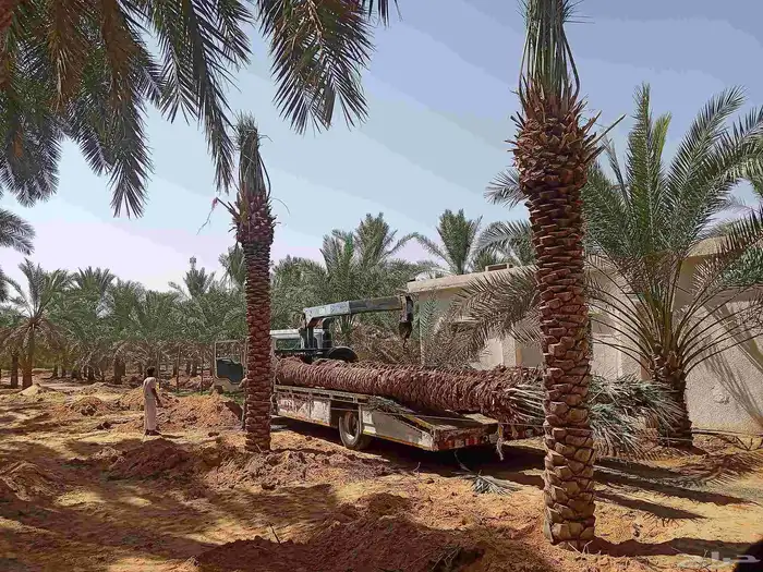 نخل للبيع 2