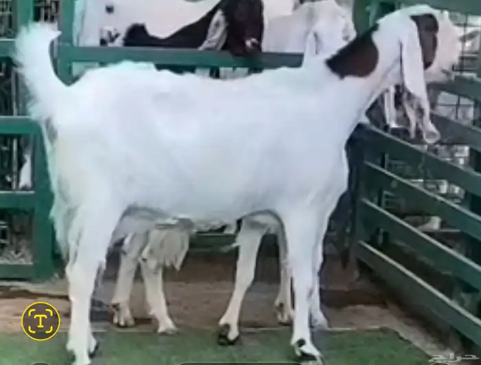 عدد 2 معزا مطورات جم بيض برص صنف الصنف دفيع شرط(سونار) 4