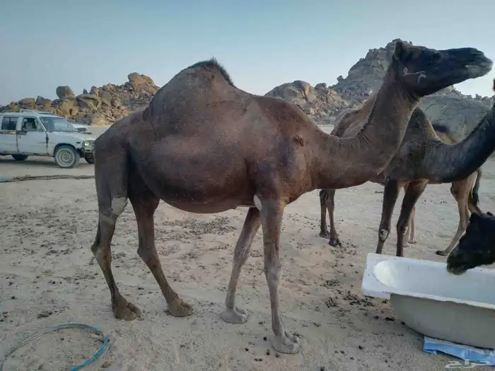 سلام عليكم ورحمة الله وبركاته 3