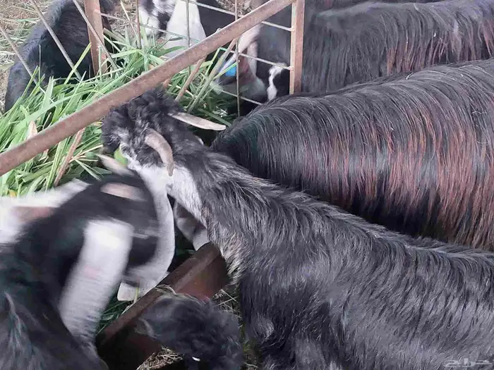 تيس عارضي علف أخضر ومرعى واسع 1