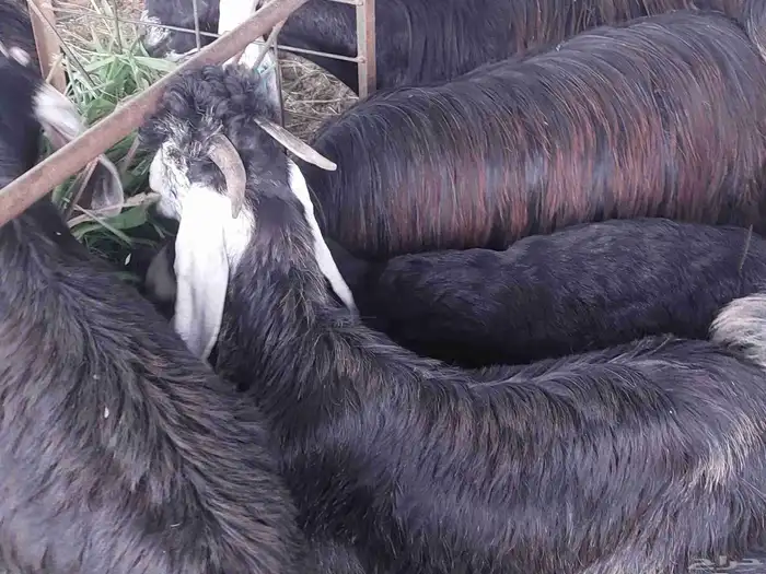 تيس عارضي علف أخضر ومرعى واسع 0