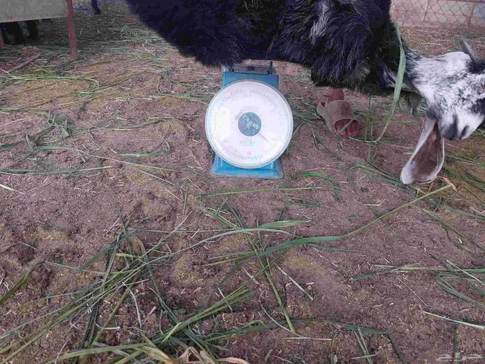 تيس عارضي علف أخضر ومرعى واسع 2