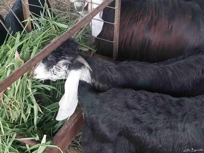 تيس عارضي علف أخضر ومرعى واسع 3