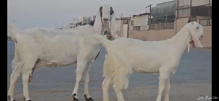 عدد 2 معزا مطورات جم بيض برص صنف الصنف دفيع شرط(سونار) 13