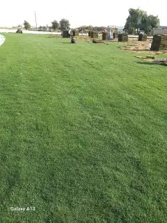 ثيل طبيعي للبيع وتوصيل وتنسيق الحدايق 0