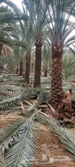 نخل للبيع نخل عربي مثر انواع مختلفه المقاس متر الا سته متر 3