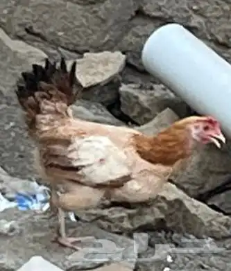 دجاج بلدي 4
