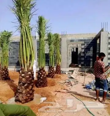 نخل للبيع نخيل مثمر نقايل فسايل خلاص صقعي سكري شيشي هلالي غر 4