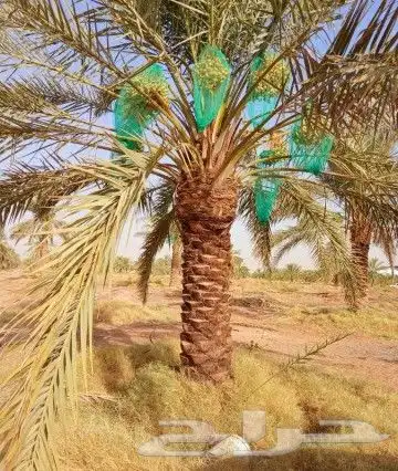 نخل للبيع نخيل مثمر نقايل فسايل خلاص صقعي سكري شيشي هلالي غر 7