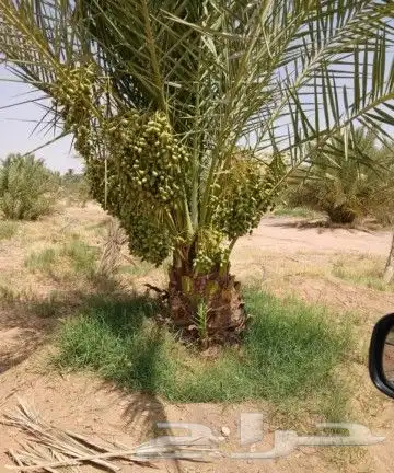 نخل للبيع نخيل مثمر نقايل فسايل خلاص صقعي سكري شيشي هلالي غر 1