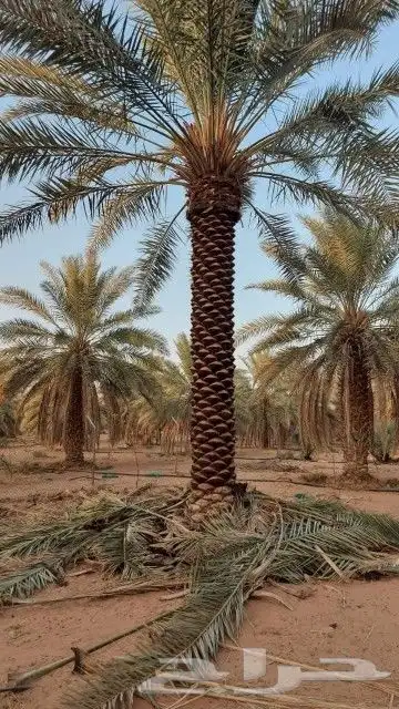 نخل للبيع المقاس متر الا سته متر 0
