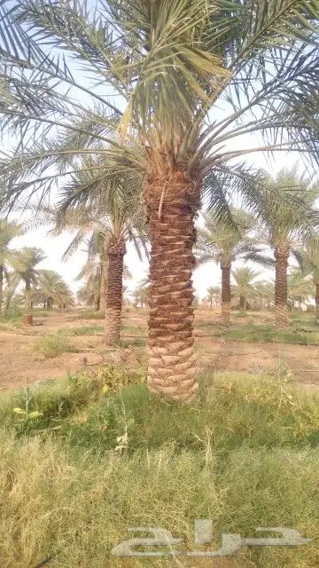 نخل للبيع نخيل مثمر نقايل فسايل خلاص صقعي سكري شيشي هلالي غر 3