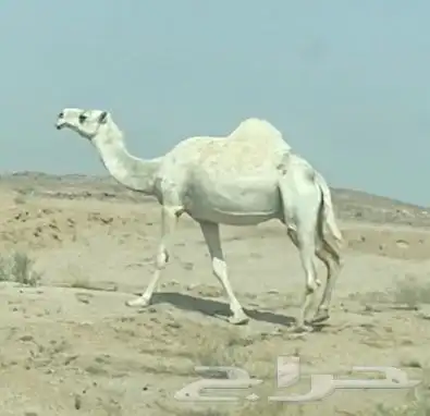 ناقه وضحى 0