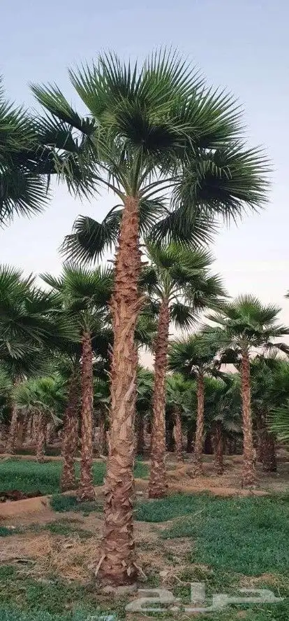 نخل واشنطني زينه 5