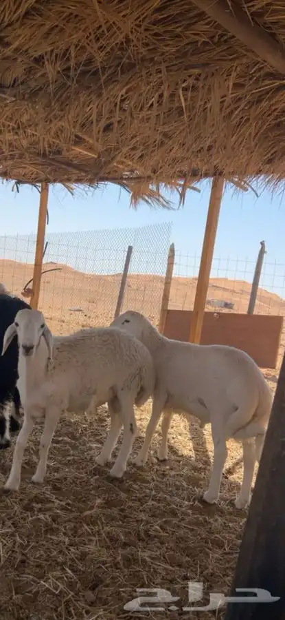 ذبايح طيبه واسعار مناسبه 0