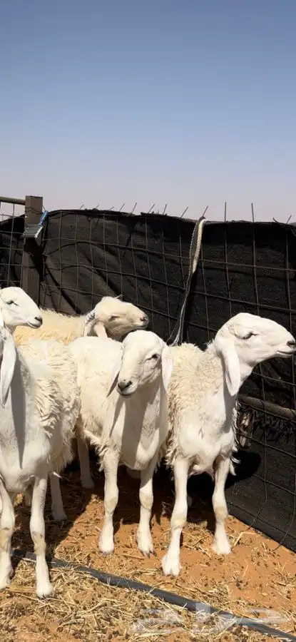 ذبايح طيبه واسعار مناسبه 2