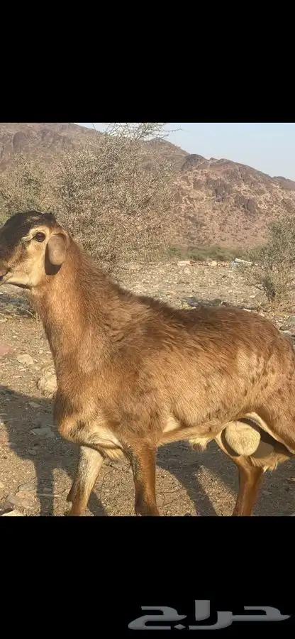 طلي مشروع فحل 1