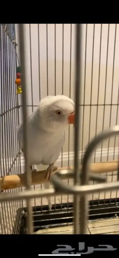 ببغاء درة هولندي نادر اللون متكلم 1