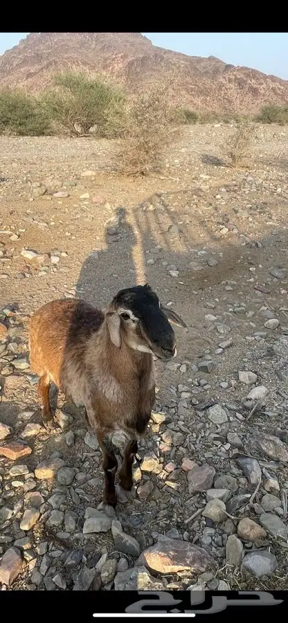 طلي مشروع فحل 0