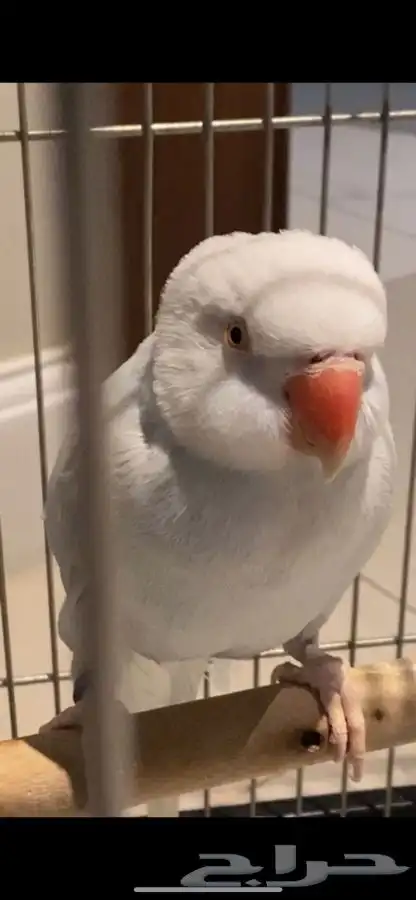 ببغاء درة هولندي نادر اللون متكلم 0