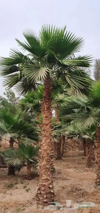 نخل واشنطني زينه 8