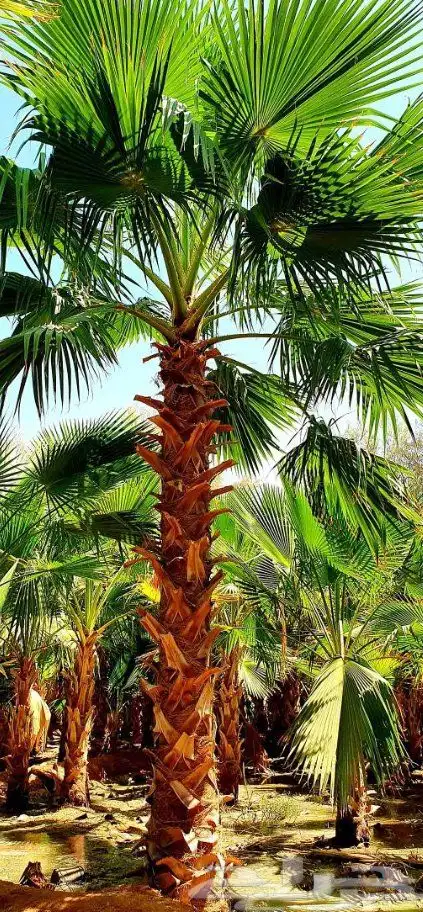 نخيل واشنطنيا للبيع 5