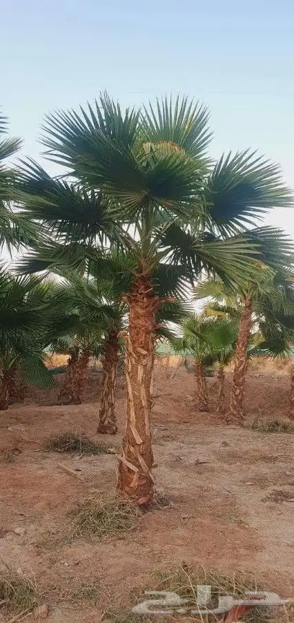 نخل واشنطني زينه 6