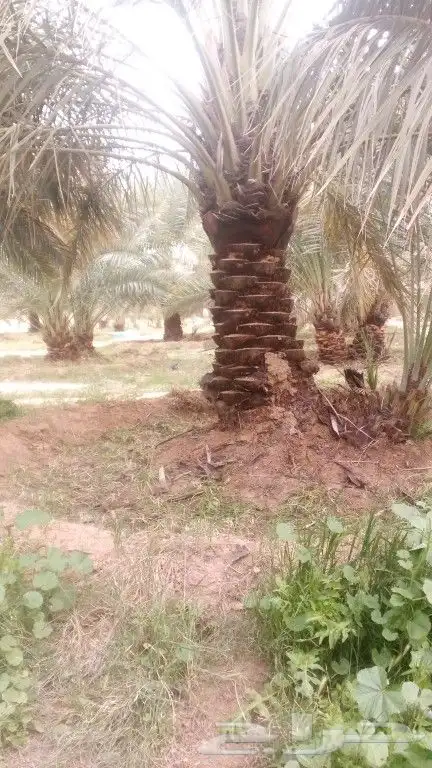 يوجد لدينا عمال تحيض وتكريب وبنا حجر وقلع فروخ 1