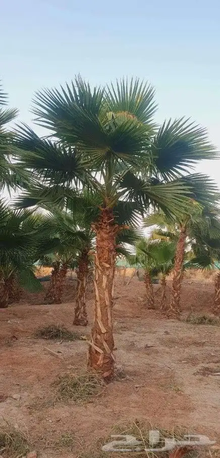 نخل واشنطني زينه 1