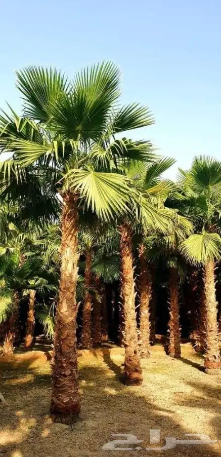 نخل واشنطني زينه 3