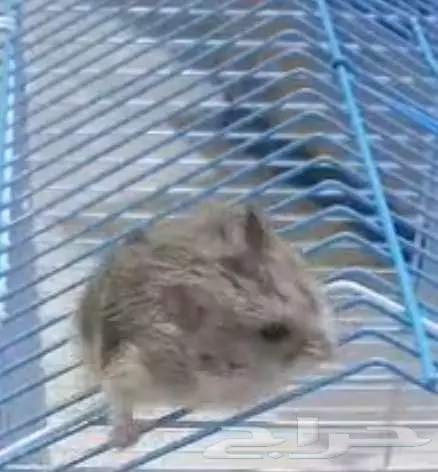 اربع هامسترز روس صغار في العمر للبيع 0