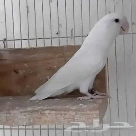 روز منتج 0