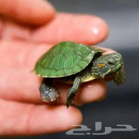 سلاحف سنغفوري 0