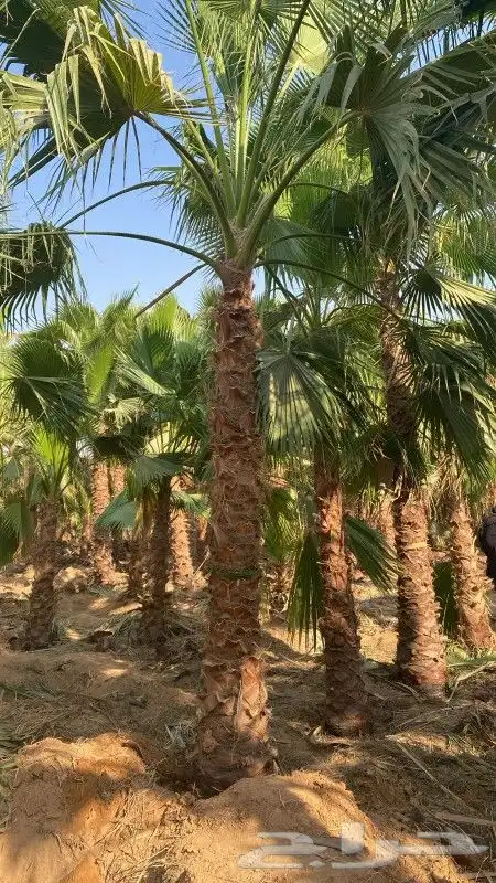 نخيل لبيع 0