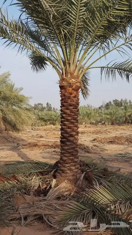 نخل للبيع المقاس متر الا سته متر 1