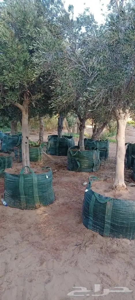 يوجد لدينا شجر الزيتون المعمر والمثمره وفي مركان 1