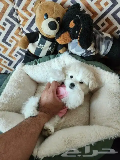 كلب مالتيبو Maltipoo باحجام كف اليد للبيع 1