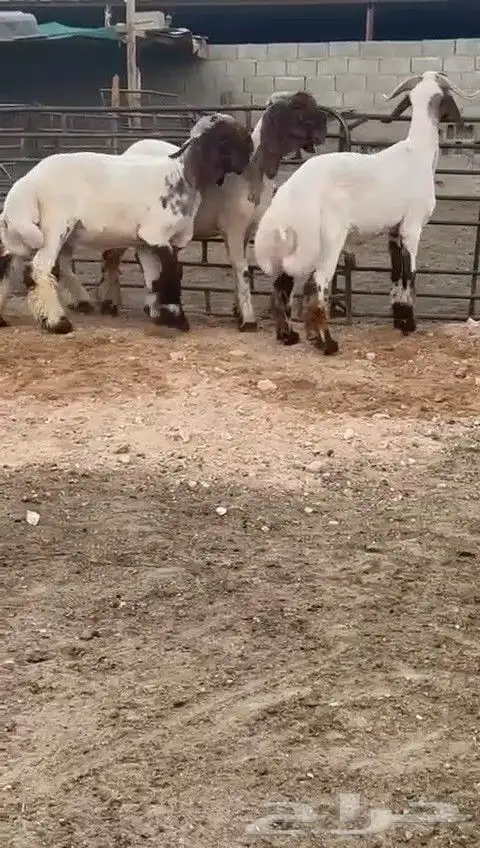 جدعان نعيمي صنف للبيع 4