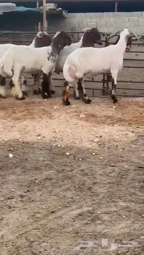 جدعان نعيمي صنف للبيع 6