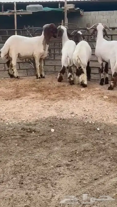 جدعان نعيمي صنف للبيع 0